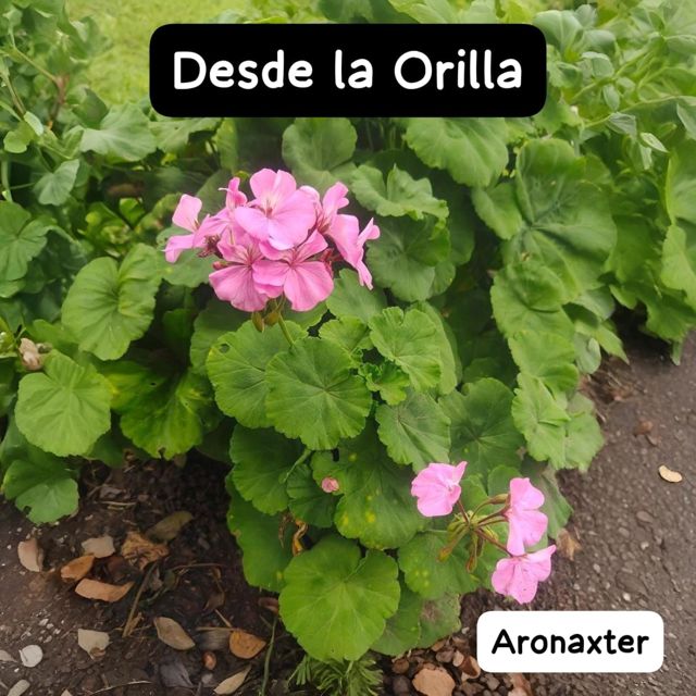 Aronaxter - 'Desde la Orilla' [Ringtone]
