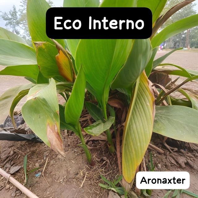 Aronaxter - 'Eco Interno' [Ringtone]