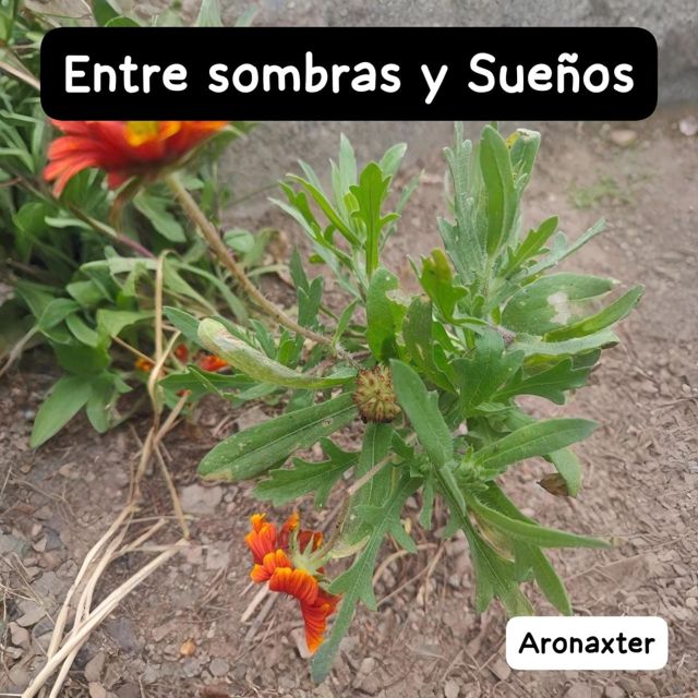 Aronaxter - 'Entre Sombras y Sueños' [Ringtone]