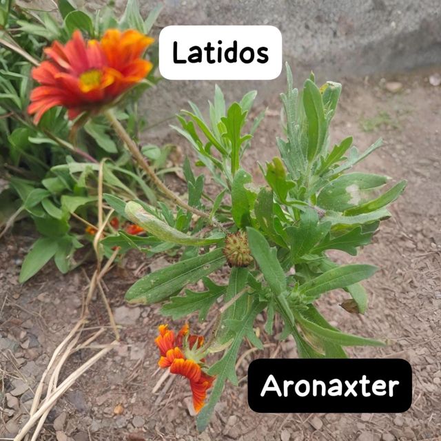 Aronaxter - 'Latidos' [Ringtone]