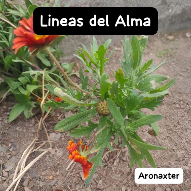 Aronaxter - 'Lineas del Alma' [Ringtone]