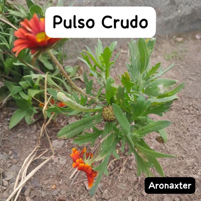 Aronaxter - 'Pulso Crudo' [Ringtone]
