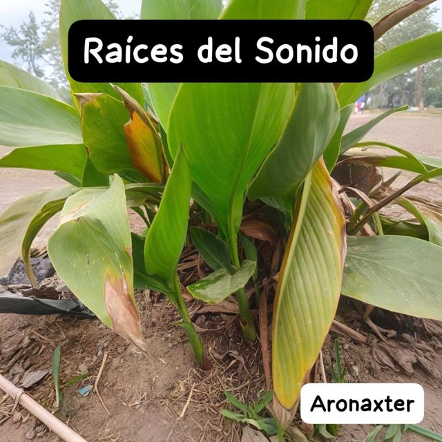 Aronaxter - 'Raices del Sonido' [Ringtone]