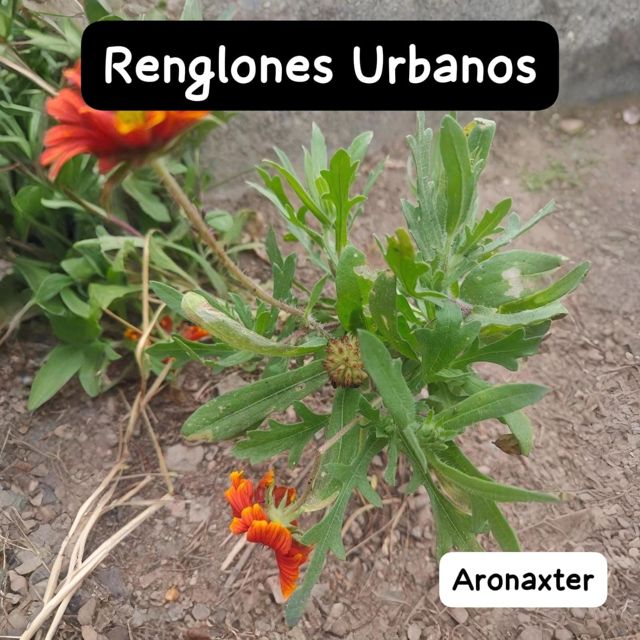 Aronaxter - 'Renglones Urbanos' [Ringtone]