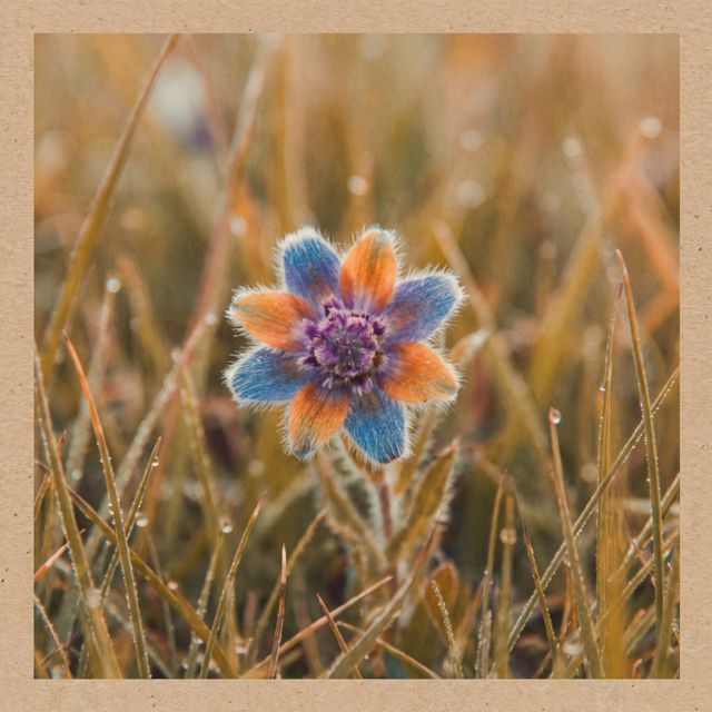 Avery Stone - 'Wildflowers' [Ringtone]