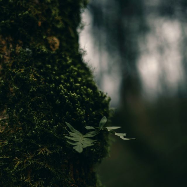 Mossveil - 'Along the Quiet Forest' [Ringtone]