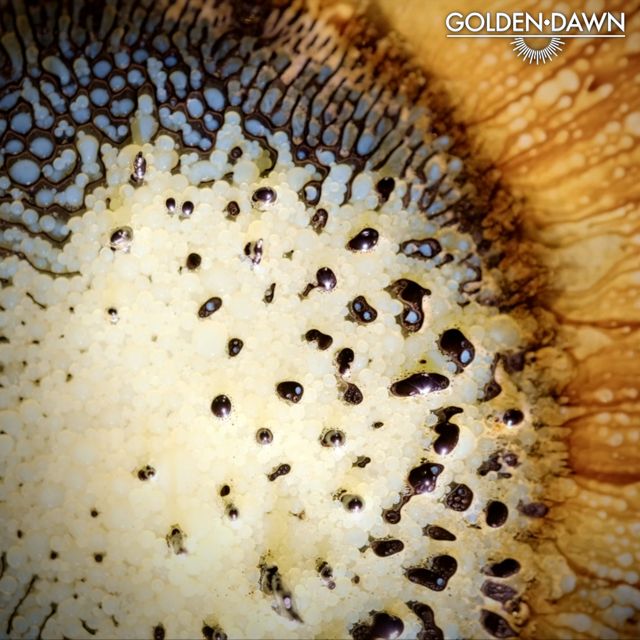 Morphics - 'Golden Dawn' [Ringtone]