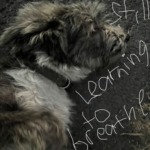 Our Past Collide - 'Still learning to breathe' [Ringtone]