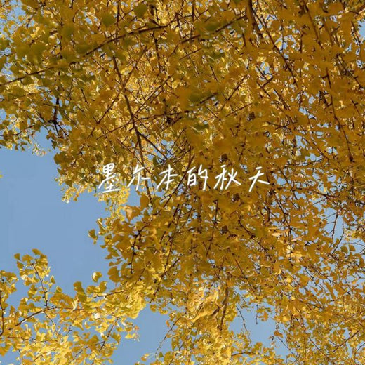 落日微笑 - '墨尔本的秋天' [Ringtone]