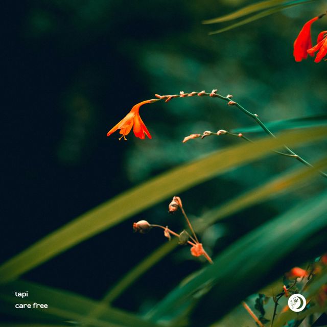TAPI - 'Carefree' [Ringtone]