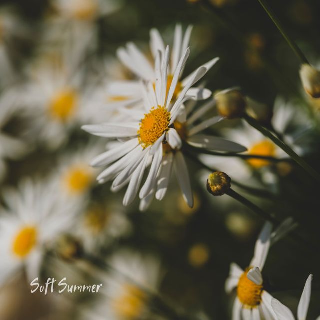 Lowtone Music - 'Soft Summer' [Ringtone]