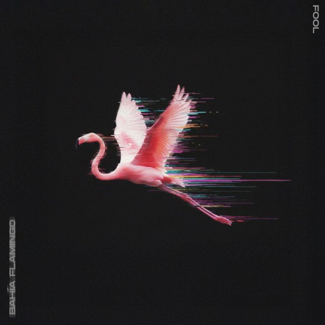 Bahía Flamingo - 'Fool' [Ringtone]