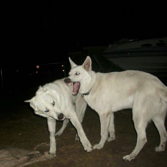 I Stared At Your Pictures For Hours - 'nothing feels real anymore' [Ringtone]