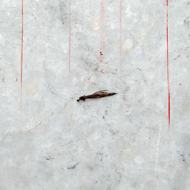 Bios Contrast - 'Terminal 6' [Ringtone]