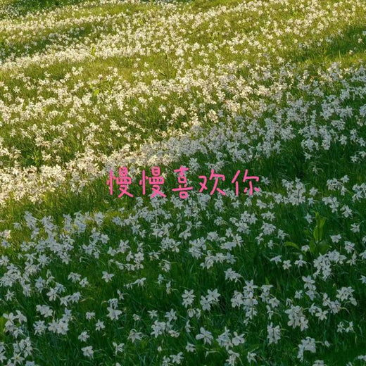 bo一霖 - '慢慢喜欢你' [Ringtone]