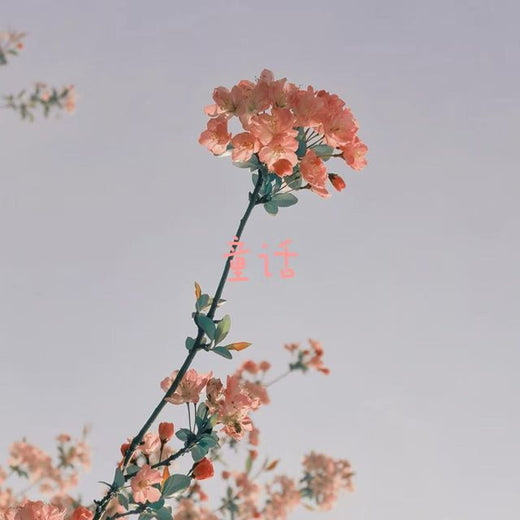 bo一霖 - '童话' [Ringtone]