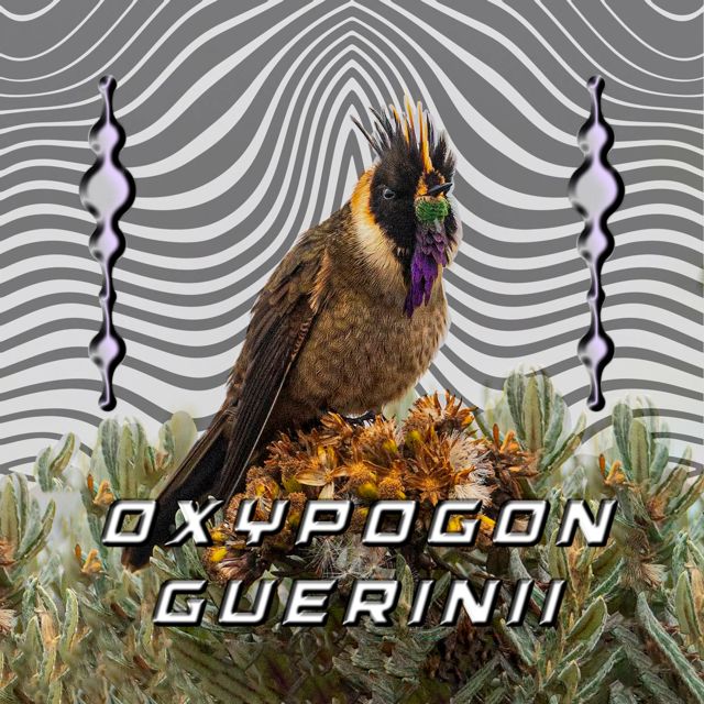 ALAN SOKA - 'Oxypogon guerinii' [Ringtone]