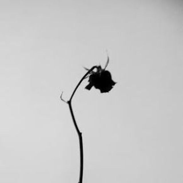 JUNØ - 'Thorns Flower' [Ringtone]