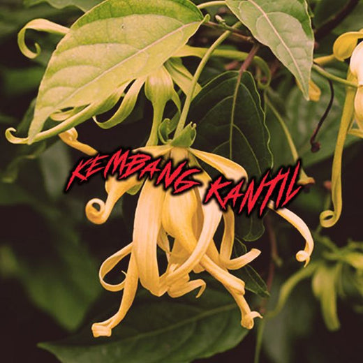 Wayedoublerway - 'Kembang Kantil' [Ringtone]