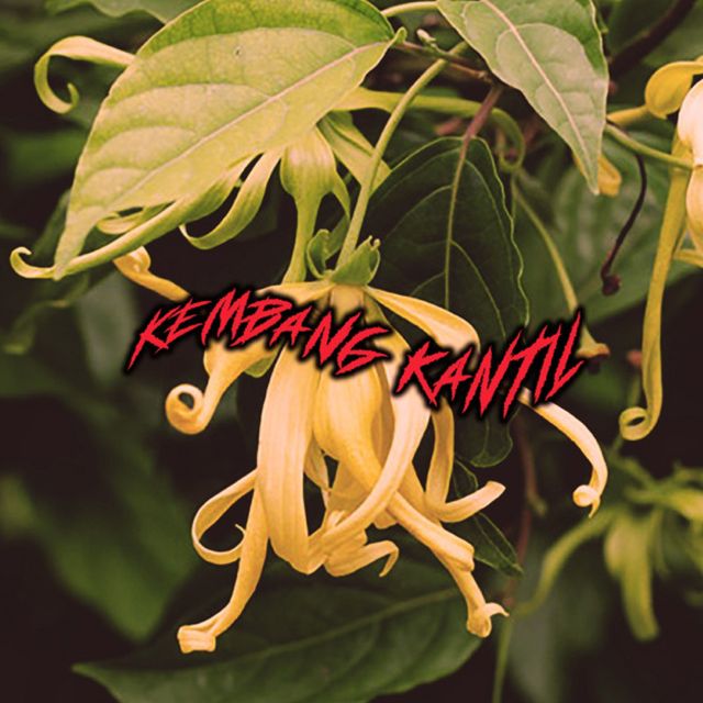 Wayedoublerway - 'Kembang Kantil' [Ringtone]