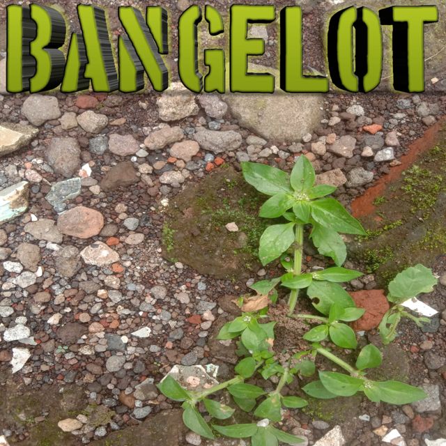 Condromusic - 'Bangelot' [Ringtone]