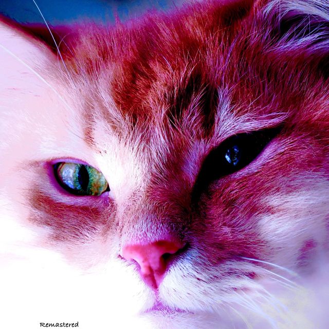 Elliez - 'Feline stream' [Ringtone]