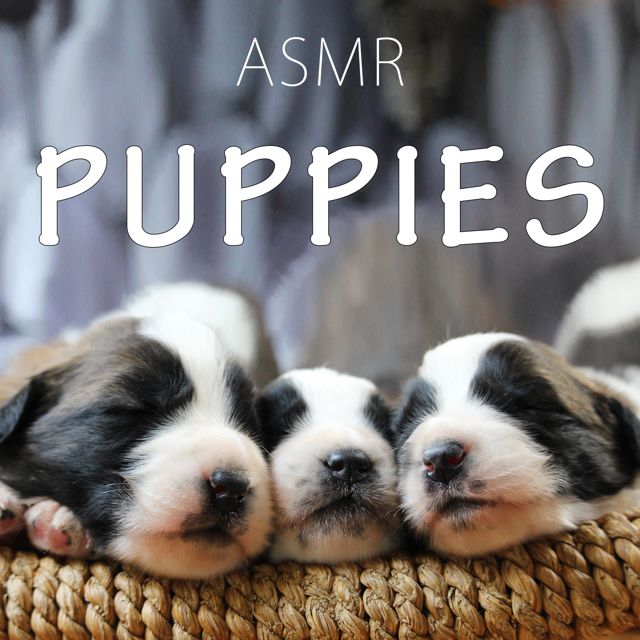 ASMR Wizard - 'One Day Old Puppies' [Ringtone]