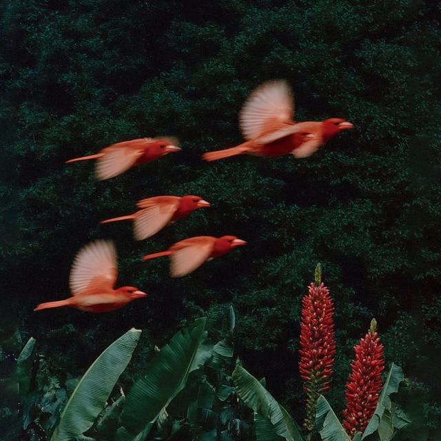 BLEND - 'Amazonas Lofi' [Ringtone]