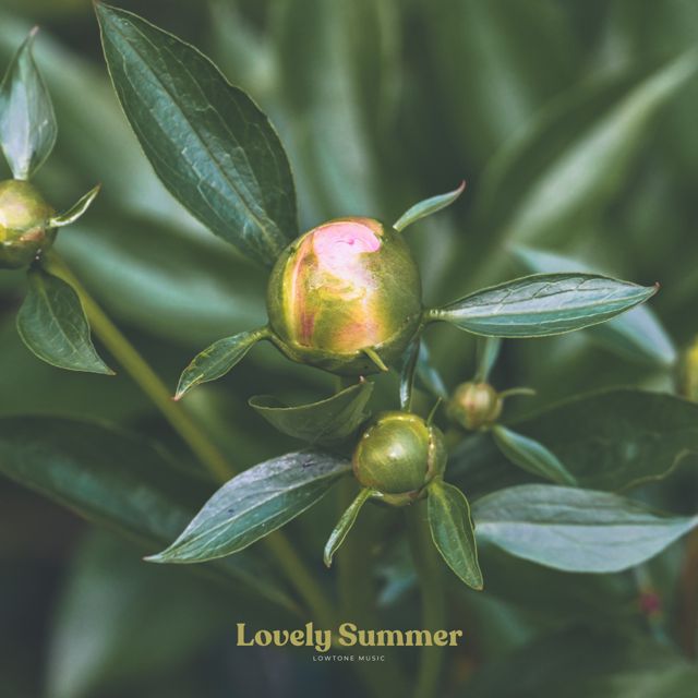 Lowtone Music - 'Lovely Summer' [Ringtone]