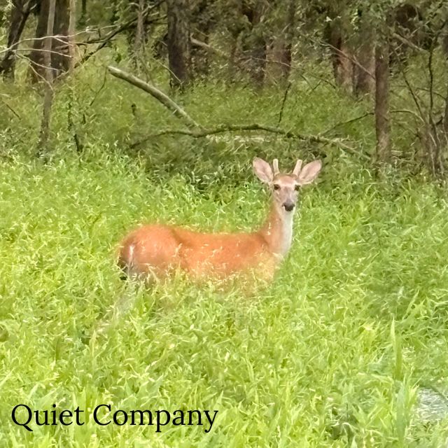 Cemetery Poet - 'Quiet Company (feat. Aria Rae)' [Ringtone]