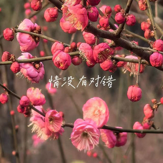 林诗曼 - '情没有对错' [Ringtone]