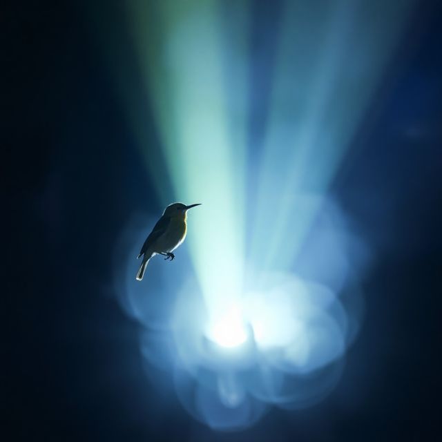 CloverS - 'Songbird' [Ringtone]