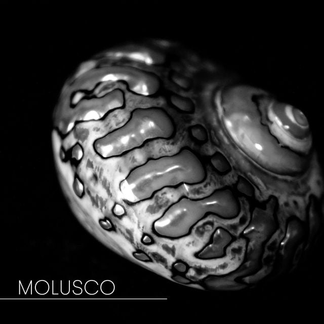 CLEPTOF - 'Molusco' [Ringtone]