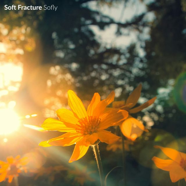 Soft Fracture - 'Smile' [Ringtone]