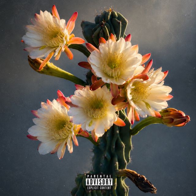 The Igor B - 'Signo' [Ringtone]