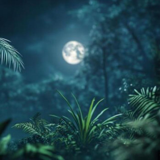 Reflectic - 'forests' [Ringtone]