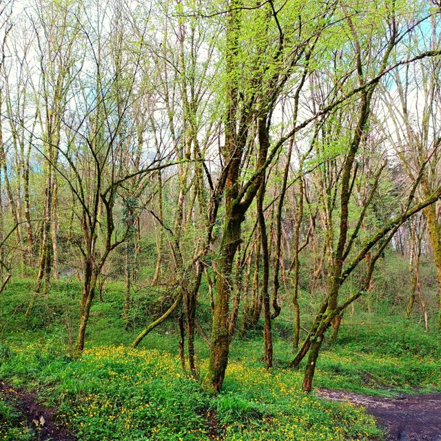 Mossveil - 'Among the Trees (Ambient Version)' [Ringtone]