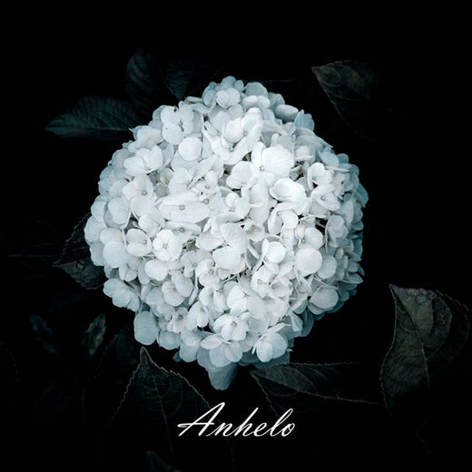 Medardo Ángel Silva - 'Anhelo' [Ringtone]
