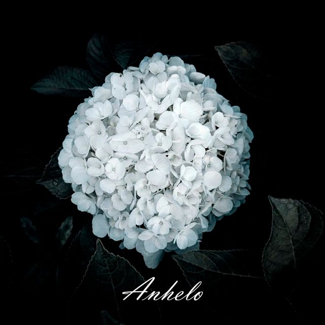 Medardo Ángel Silva - 'Anhelo' [Ringtone]