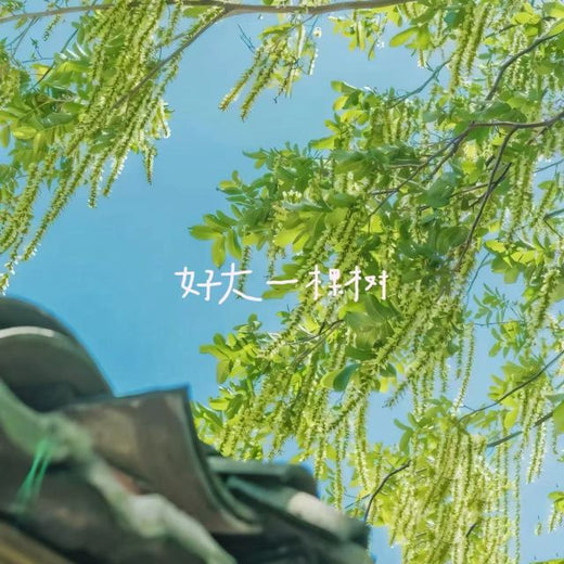 白兰滴 - '好大一棵树' [Ringtone]
