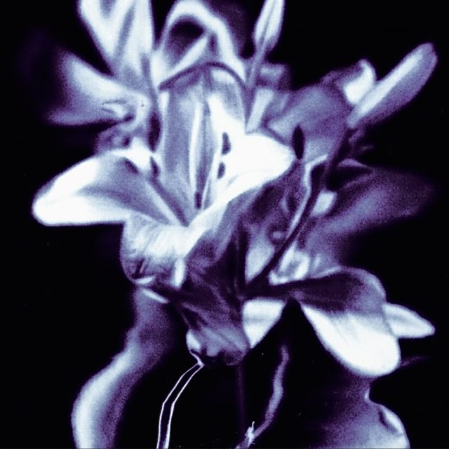 EPHIMERY - 'LADY IN BLACK' [Ringtone]