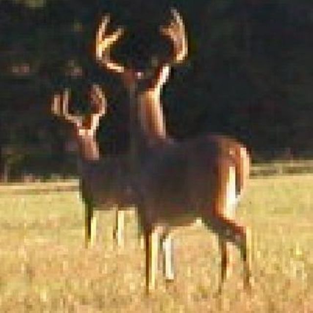 Derby - 'Gold' [Ringtone]