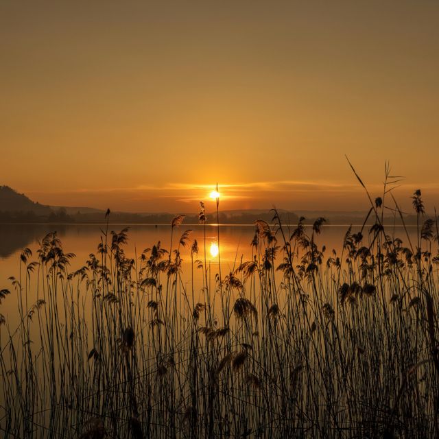 Dariya - 'Golden Longing' [Ringtone]