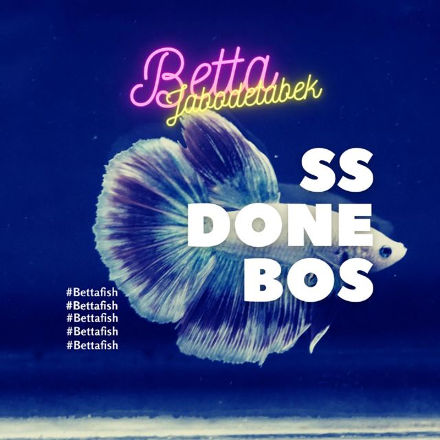 Dayu Akbar - 'SS DONE BOSS (Bettajabodetabek)' [Ringtone]