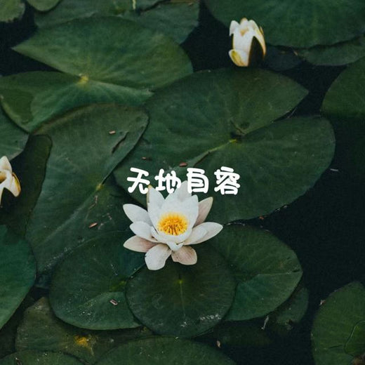 白兰滴 - '无地自容' [Ringtone]