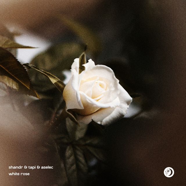 shandr - 'White Rose (feat. TAPI & Aselec)' [Ringtone]