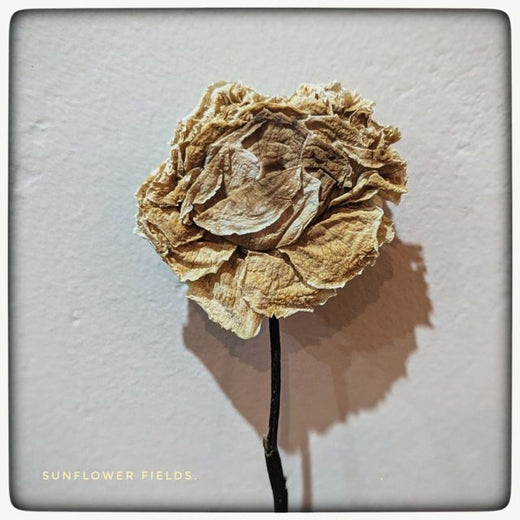 Milton Cheelo - 'sunflower fields' [Ringtone]