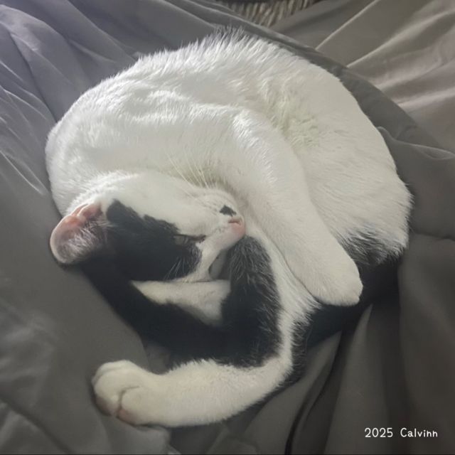 Billie Calvinn - 'promise' [Ringtone]