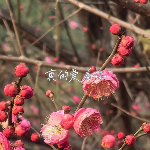 林诗曼 - '真的爱着你' [Ringtone]
