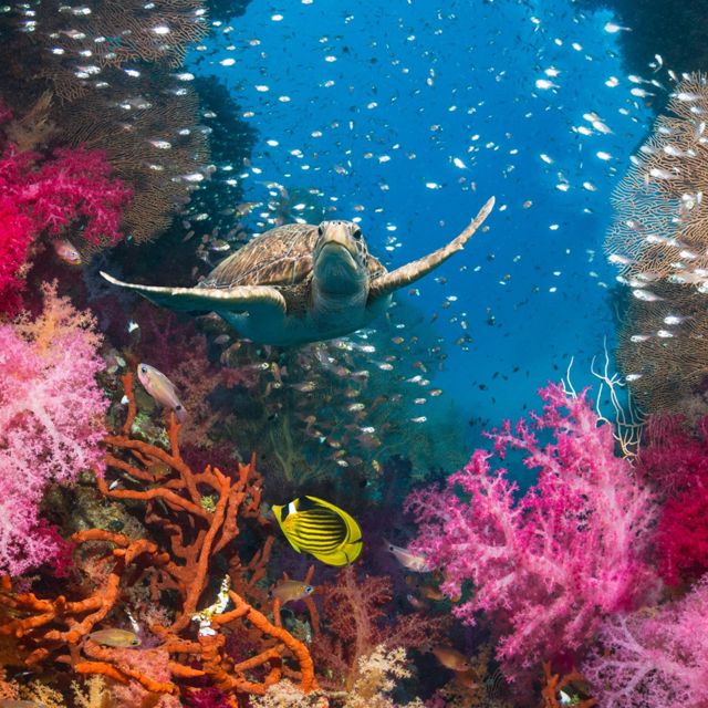 Dj Puelma - 'Coral Garden Drift' [Ringtone]